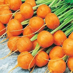 round, smooth orange carrots growing in garden soil

