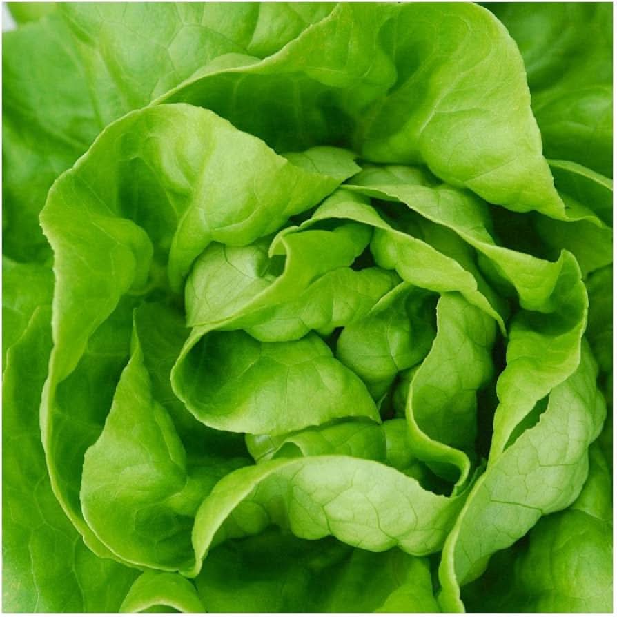 White Boston Lettuce Heirloom Non-GMO Vegetable Seeds