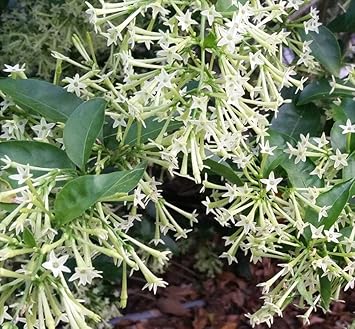 Nocturnum Flower Seeds for Planting - 100 seeds for planting in home garden