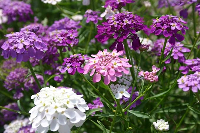 Dwarf Candytuft Fairy Mix for garden flower planting