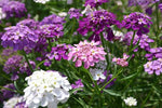Dwarf Candytuft Fairy Mix for garden flower planting