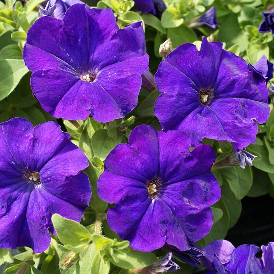 Dark Purple Petunia "Alderman" Seeds ( , Vibrant Garden Flowers)