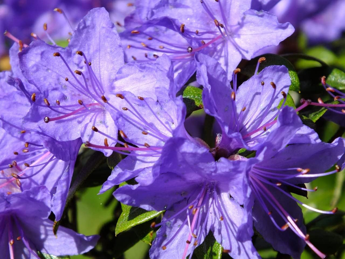 Purple Azalea Flower Seeds - 100 pcs