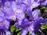 Purple Azaleas Flower Seeds for Planting - NON GMO Seeds Dhara Seeds