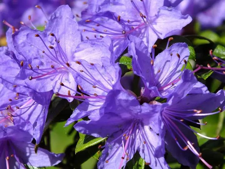 Purple Azaleas Flower Seeds for Planting - NON GMO Seeds Dhara Seeds