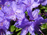 Purple Azaleas Flower Seeds for Planting - NON GMO Seeds Dhara Seeds