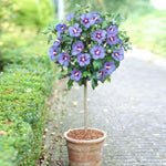 Blue Satin Hibiscus seeds yielding rare blue and white hibiscus blooms with a silky texture, ideal for ornamental garden displays
