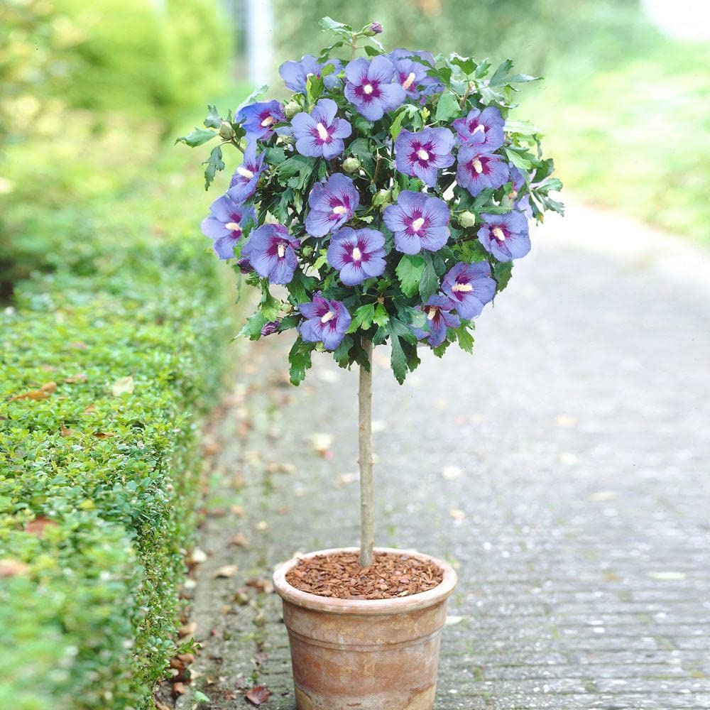 Rose of Sharon Hibiscus syriacus Blue Flowering Seeds For Planting in vertical garden or backyard hedges
