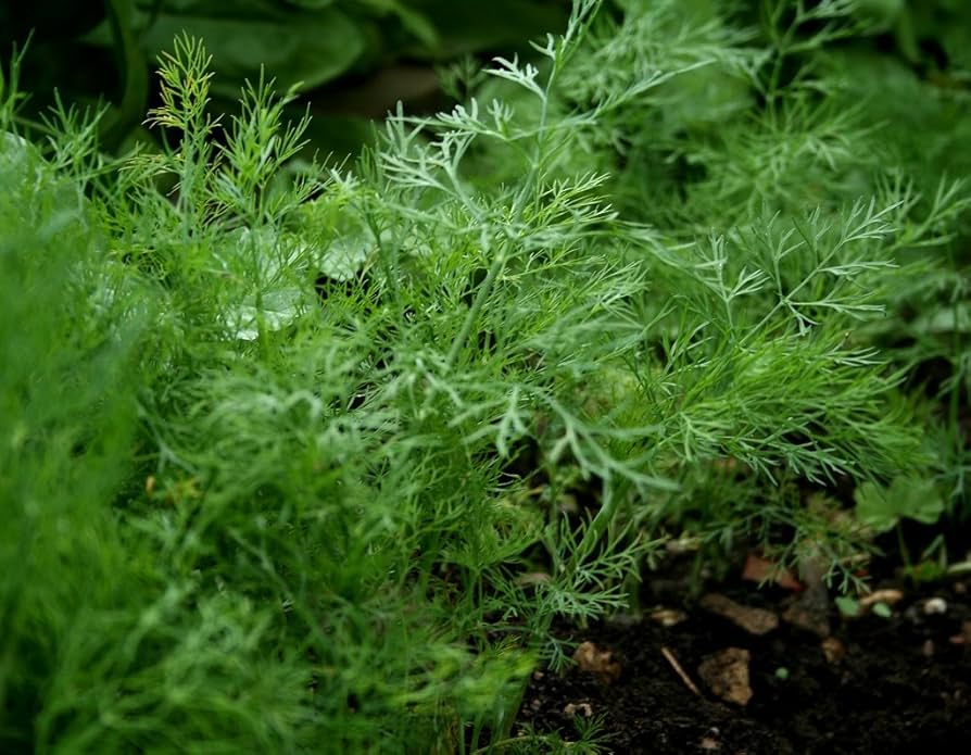 Heirloom Bouquet Dill - Seeds for Flavorful Herb Garden & Culinary Uses