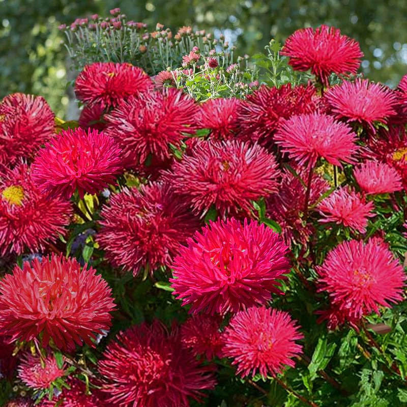 Red Aster Callistephus chinensis Gremlin Double Seeds for Planting flower bed cottage garden