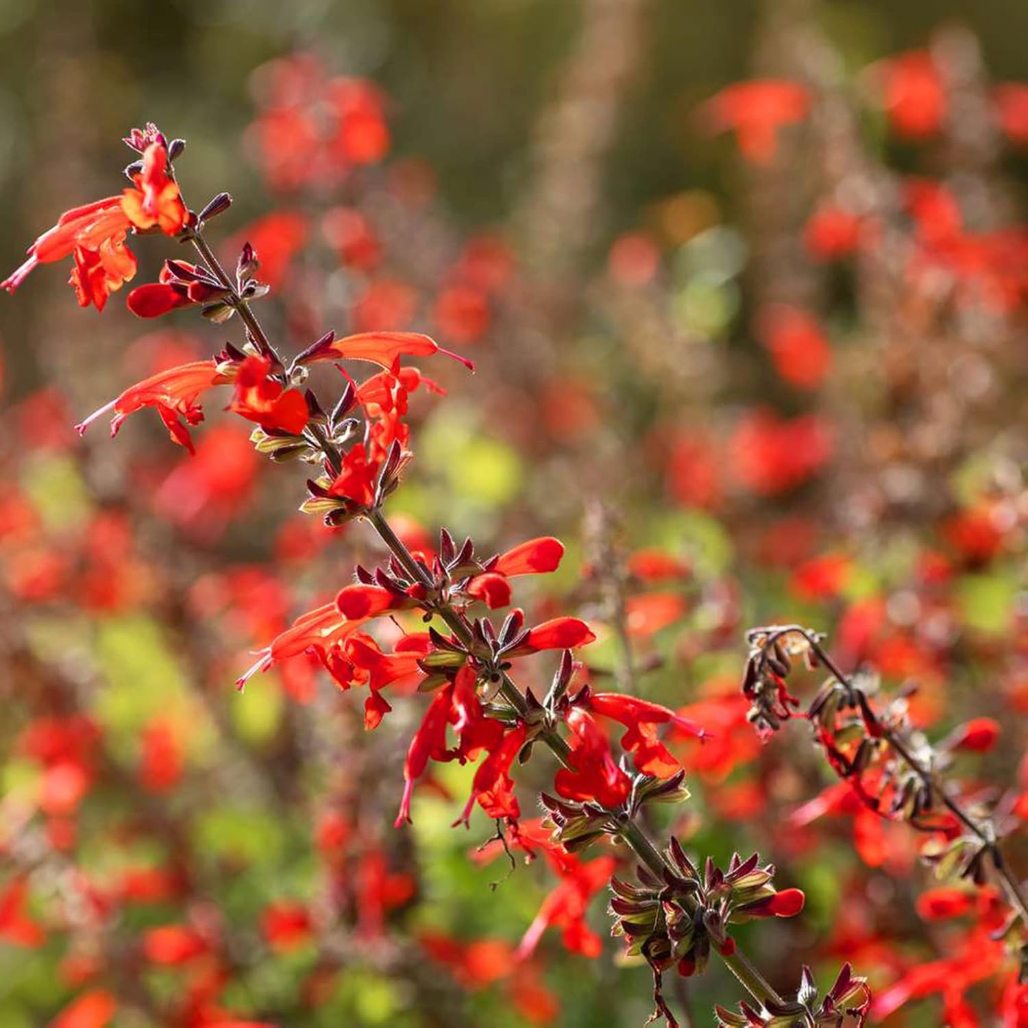 Pineapple Sage Seeds Salvia Elegans