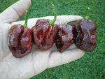Trinidad 7 Pot Douglah pepper plant from seeds with extremely hot chocolate-brown peppers