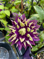 Clematis for planting in flower bed