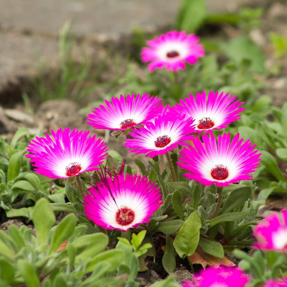 Braunsia Apiculata Exotic Mesembryanthemum Seeds