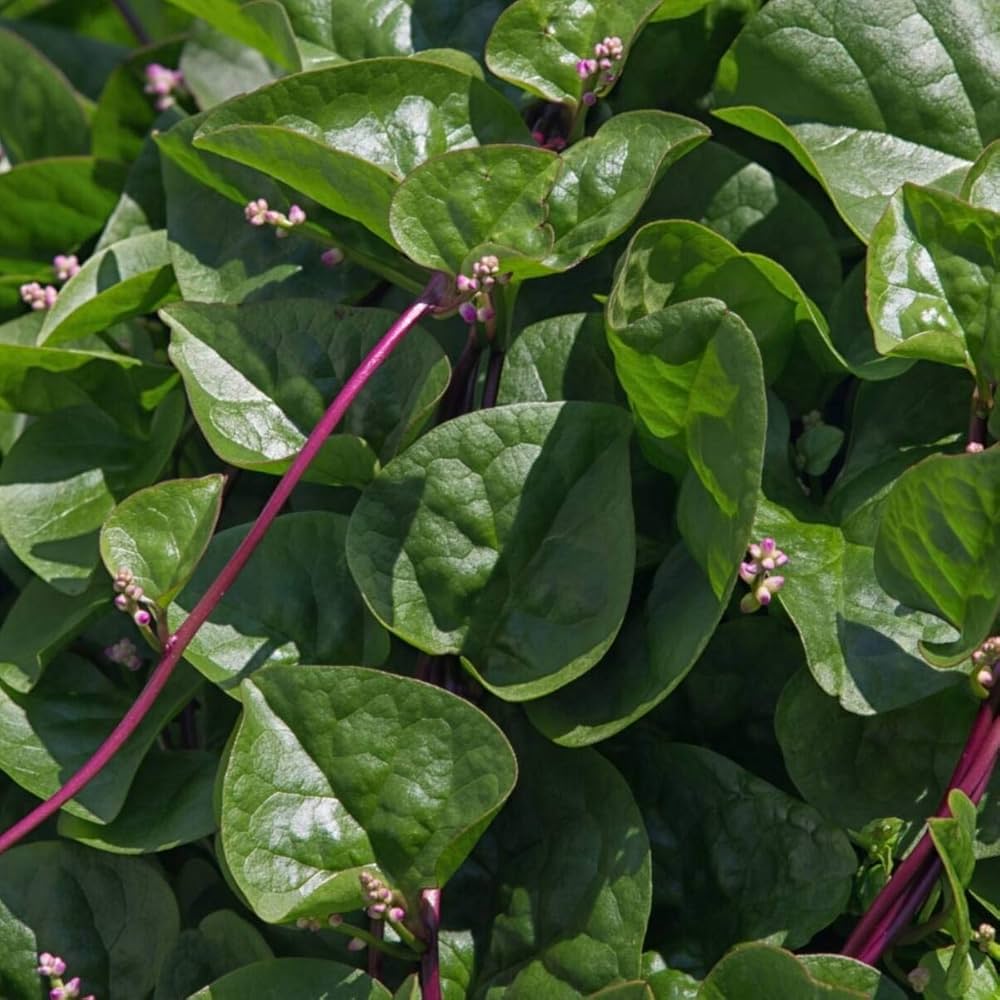 Spinach Spinacia Oleracea Red Stem Leafy Vegetable Seeds for Planting – Ideal for Nutritious Backyard Harvest