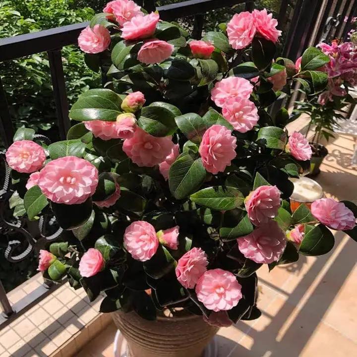 Heirloom Camellia Flower Seeds – Non-GMO Seeds for Planting Beautiful Garden Blooms Dhara Seeds