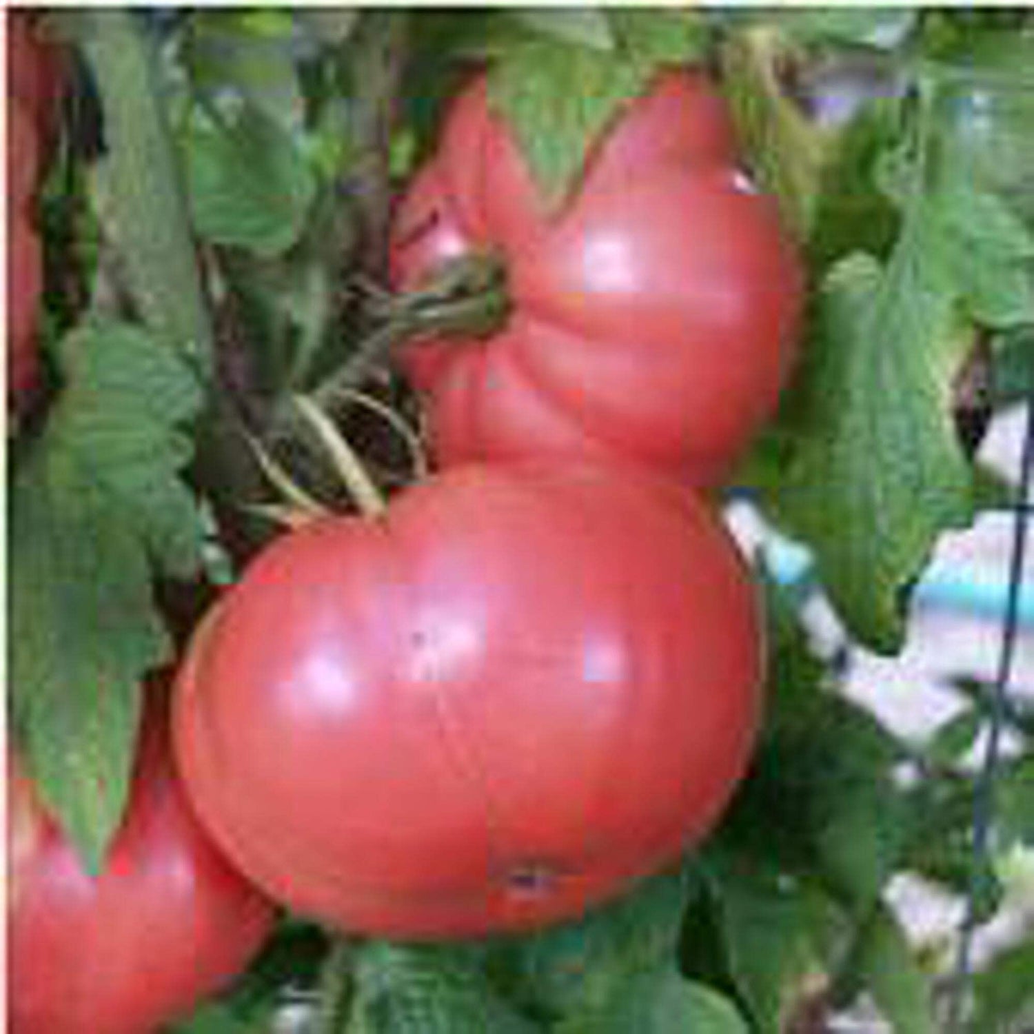 German Pink Heirloom Tomato – Solanum lycopersicum seeds
