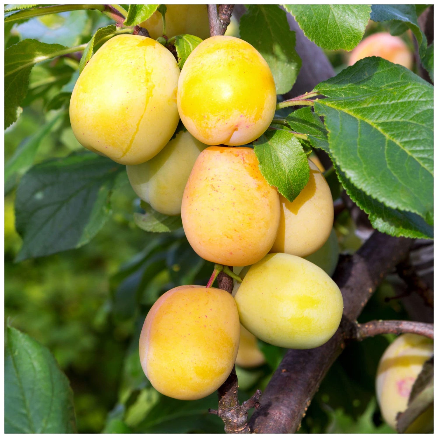 Oullins Gage Plum (Prunus domestica) Seeds