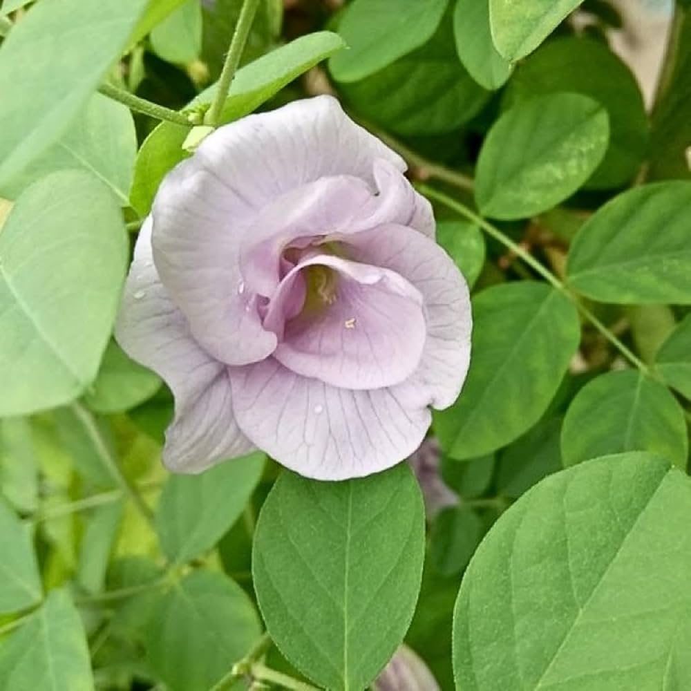 Rare Parthenocissus Tricuspidata four seasons vine seeds