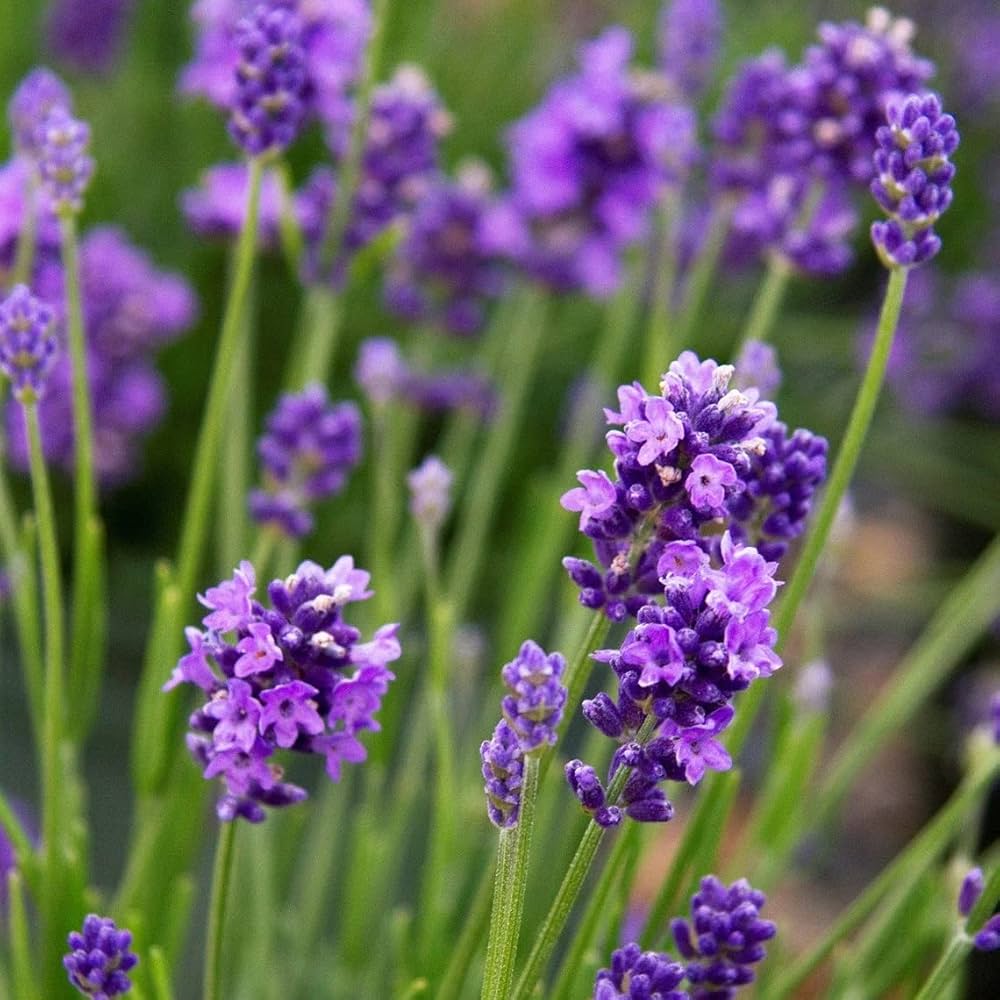 information about lavender plant Lavender Lavandula Angustifolia Seeds – Dharaseeds