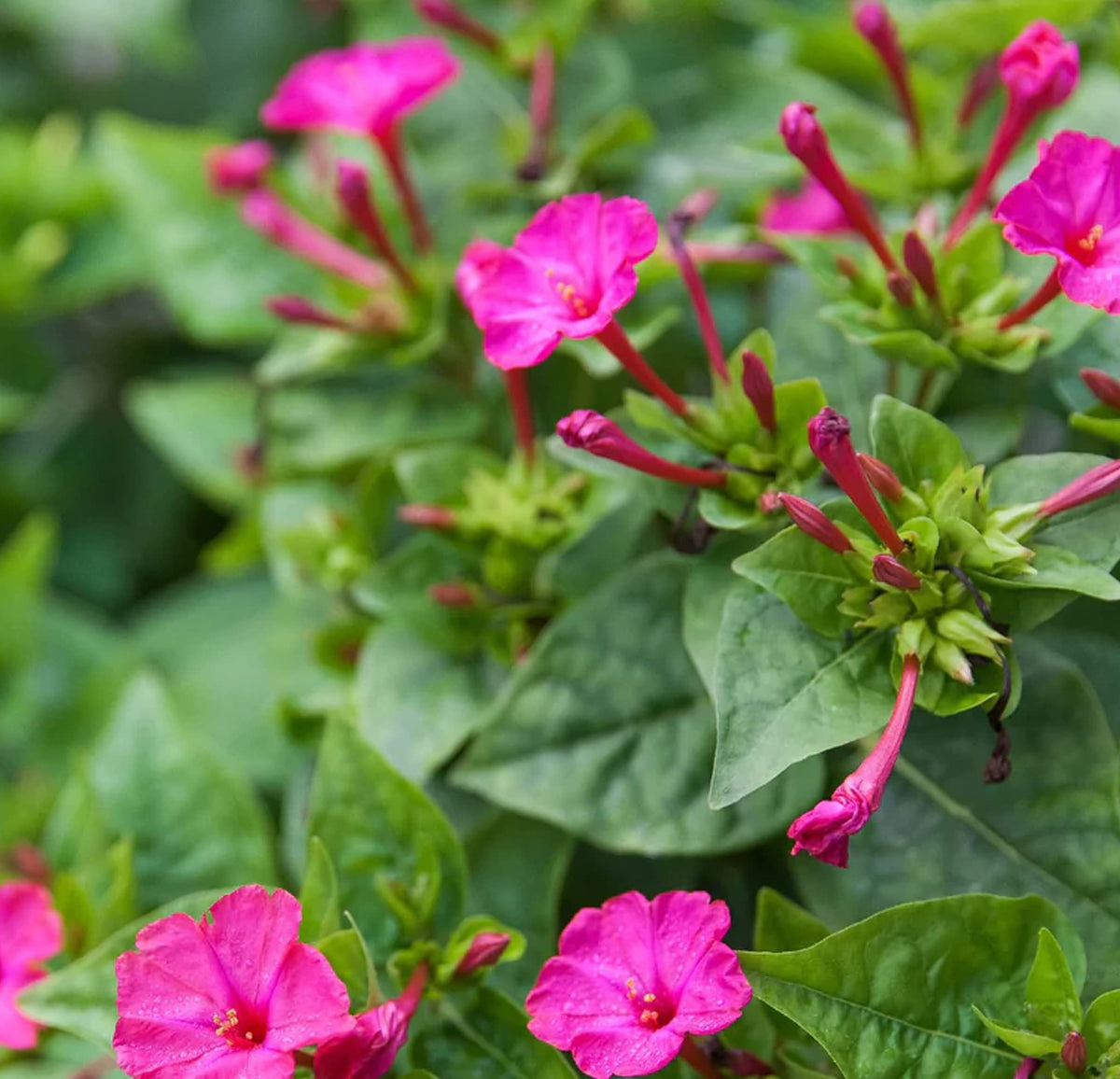 Four O'Clock Flower Seeds for Colorful Afternoon Blooming
