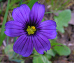 Sisyrinchium Bellum Flower Seeds for planting in flower bed