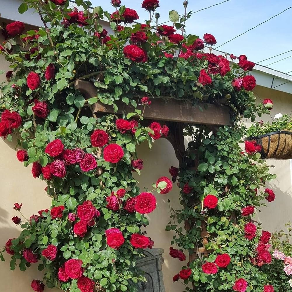 Climbing Rose Flower Seeds (Green) – Fresh Seeds for Planting Vining Rose Plants