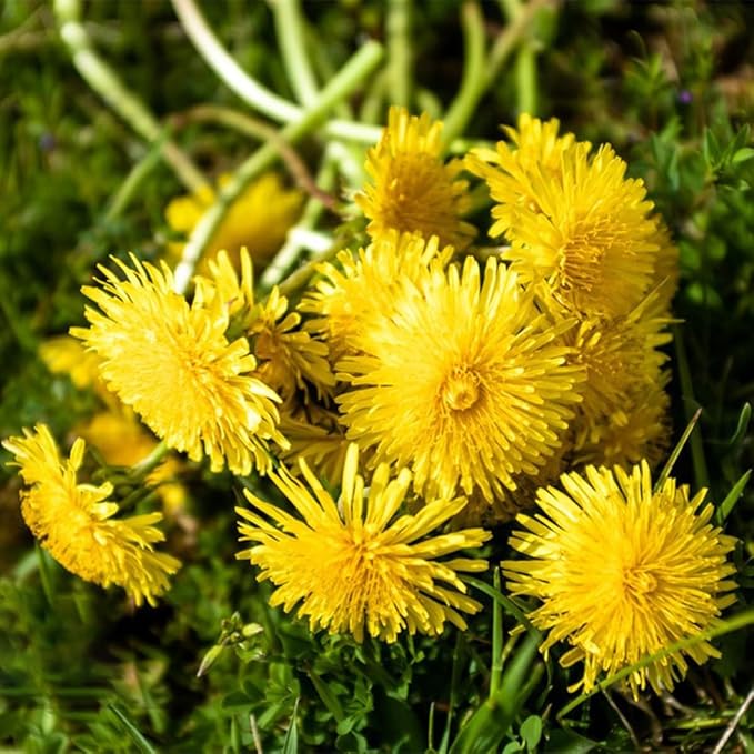 Dandelion Taraxacum officinale Flower Seeds for Planting in Flower Bed & Garden