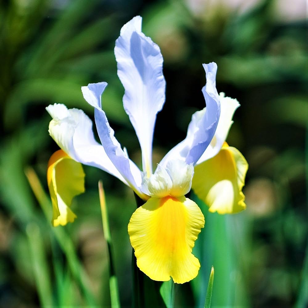 Iris Iris germanica Seeds for planting in flower bed