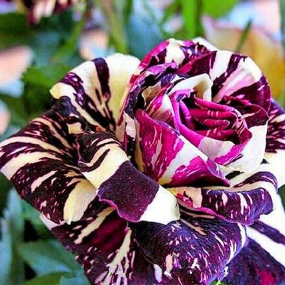 Rose Red-Yellow Rose Flowering Seeds For Planting