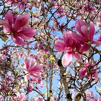 Soulangiana Flower Seeds – Heirloom Non-GMO Seeds for Ornamental and Spring Garden Planting - Flower for planting in home garden