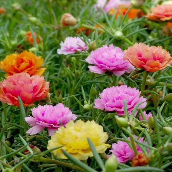Mixed Mexican-Rose Heirloom Plant Seeds for Planting - Non-GMO Garden Seeds for Home Garden for planting in home garden