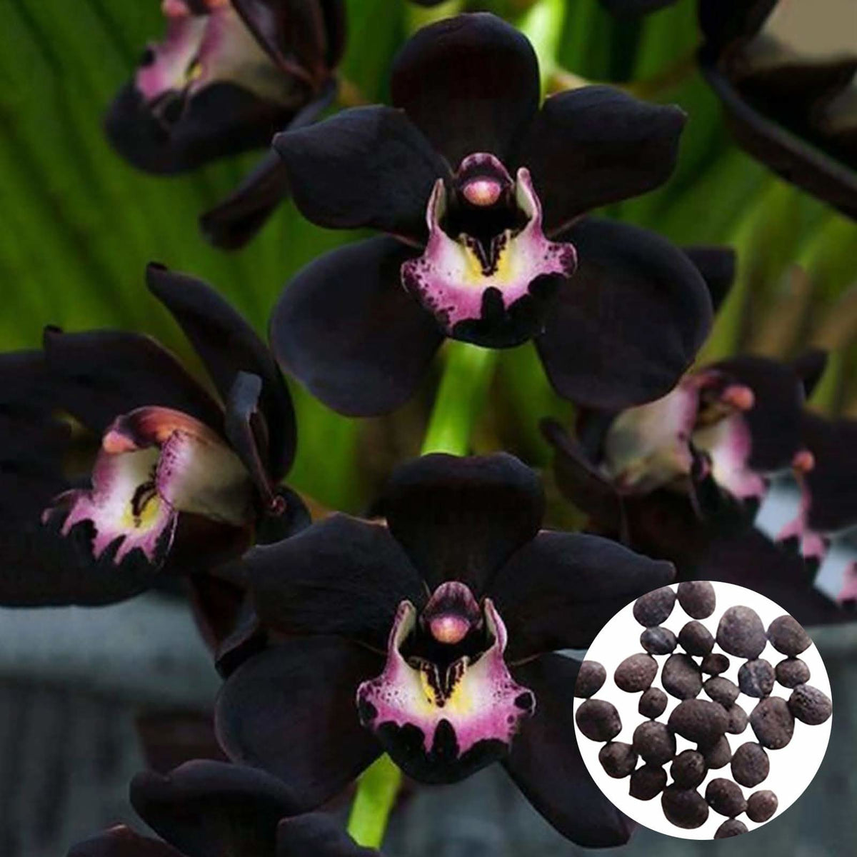 Chinese Cymbidium Orchid Elegant Indoor Flowering Seeds For Planting