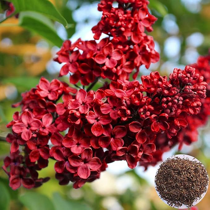 Red Lilac Seeds