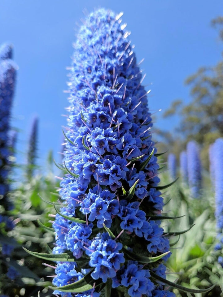 Madeira Flower Seeds for Planting, NON GMO Seeds