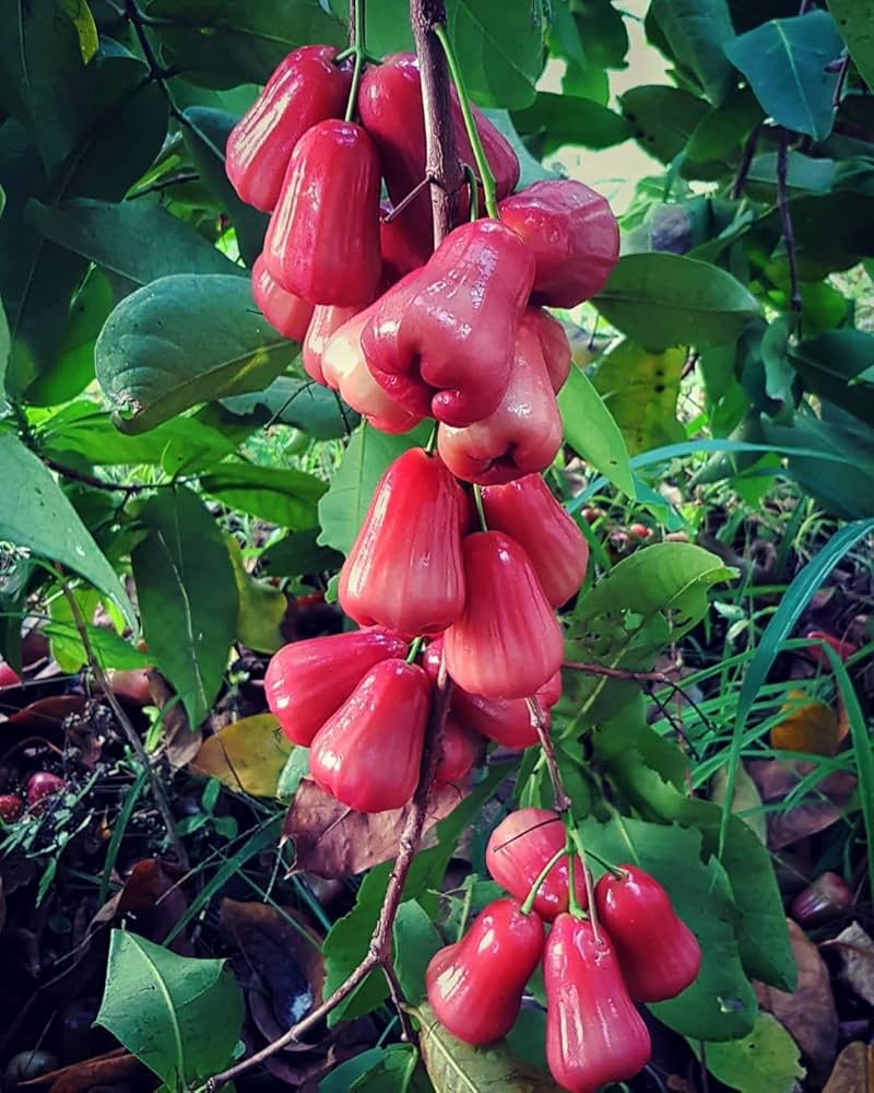 Malay Rose Apple Seeds (Syzygium malaccense)