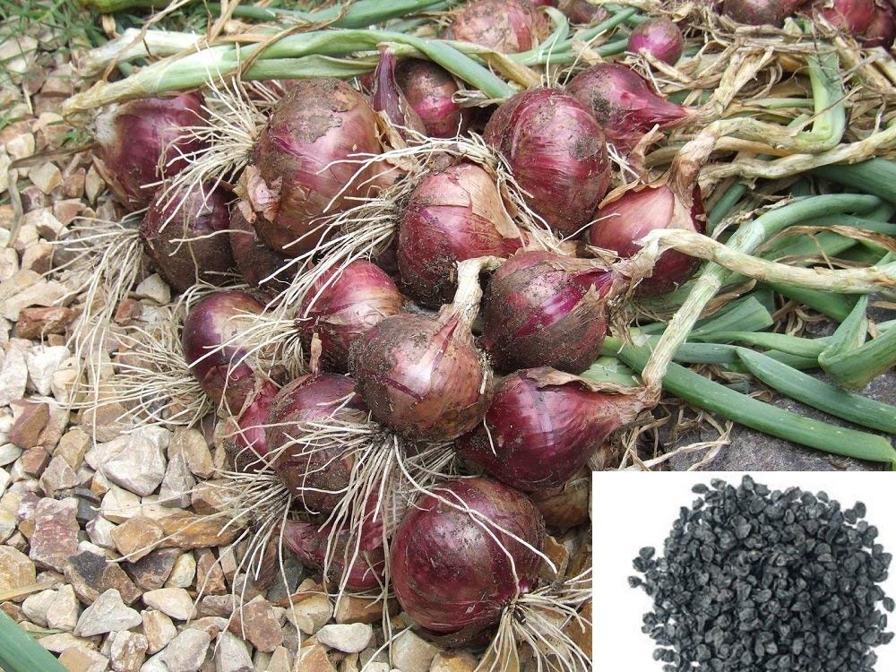 Braunschweig Onion – Allium cepa – for planting in heirloom vegetable garden