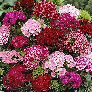 Dianthus Dianthus Barbatus Sweet William Mix Flower Seeds for Planting