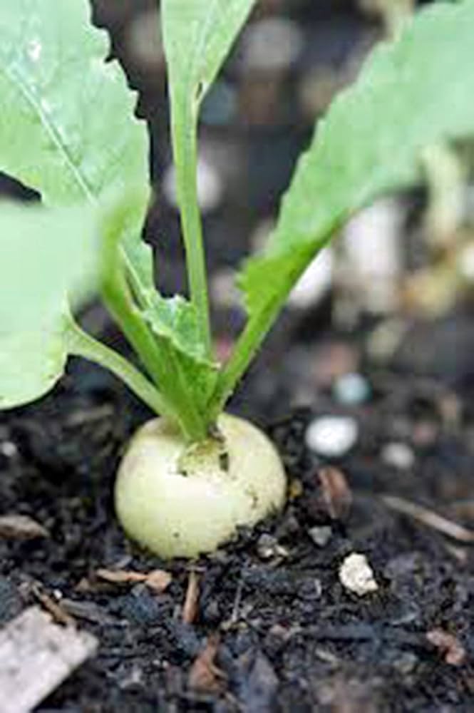 Hailstone Radish Seeds - Seeds for Quick Growing, Non-GMO, Raphanus Sativus