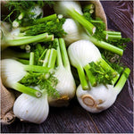 Organic heirloom fennel (Foeniculum Vulgare) seeds for garden