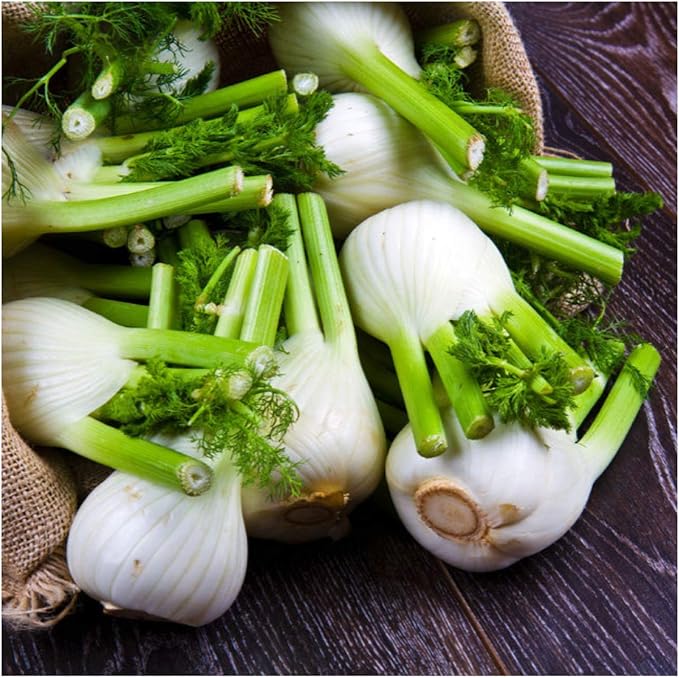 Organic heirloom fennel (Foeniculum Vulgare) seeds for garden