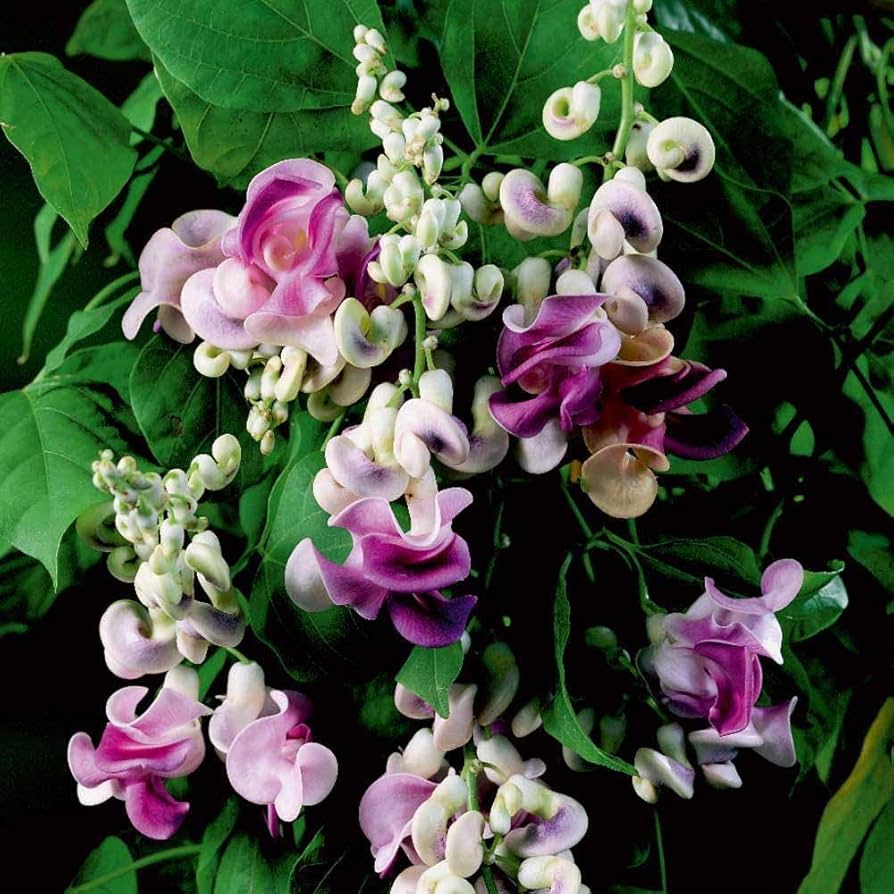Corkscrew Flower Seeds for Planting Vigna caracalla for ornamental gardens and flower beds
