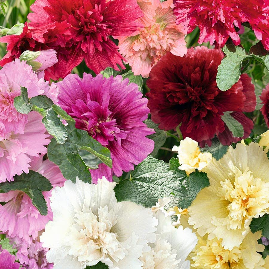 Maroon Giant Danish Double Hollyhock Flower Seeds – Towering Blooms with Rich Maroon Petals