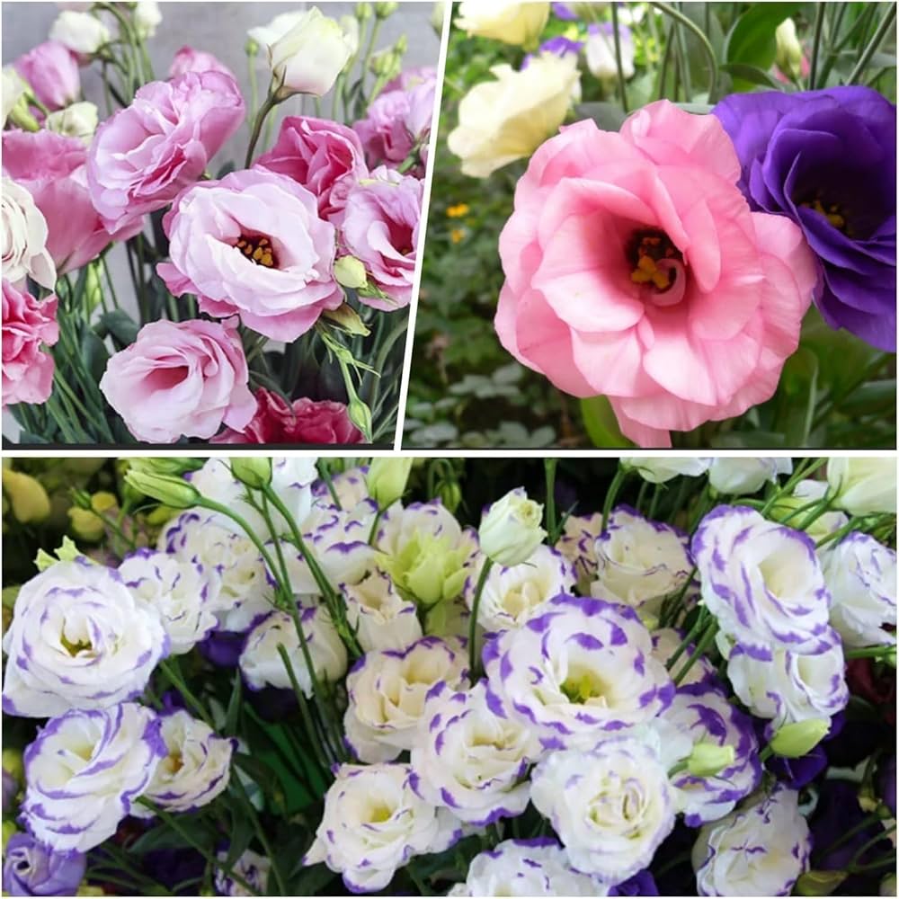 Eustoma Eustoma grandiflorum mixed perennial flower seeds for planting in backyard gardens
