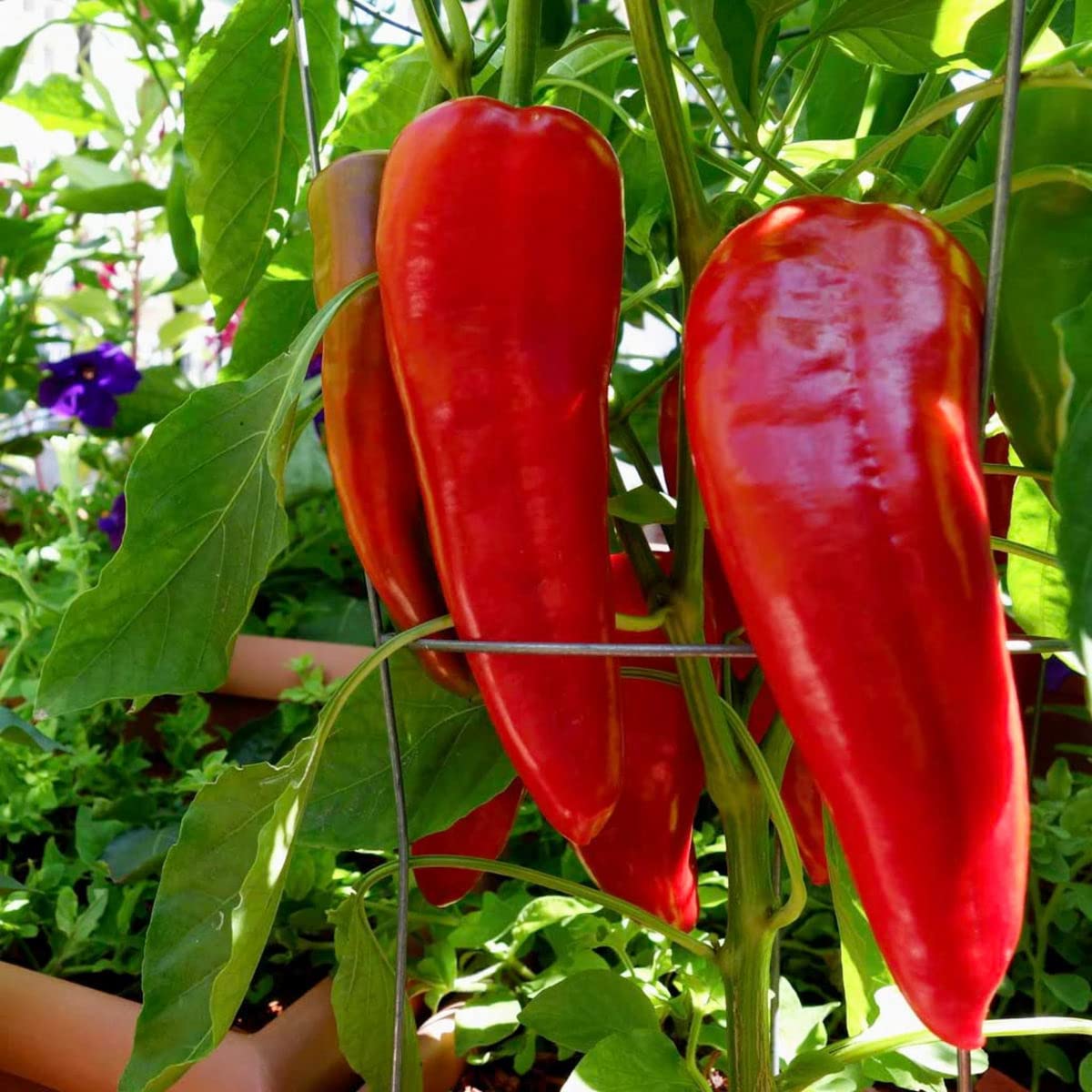 Marconi Red Pepper – Capsicum annuum – for planting in vegetable patch salsa garden
