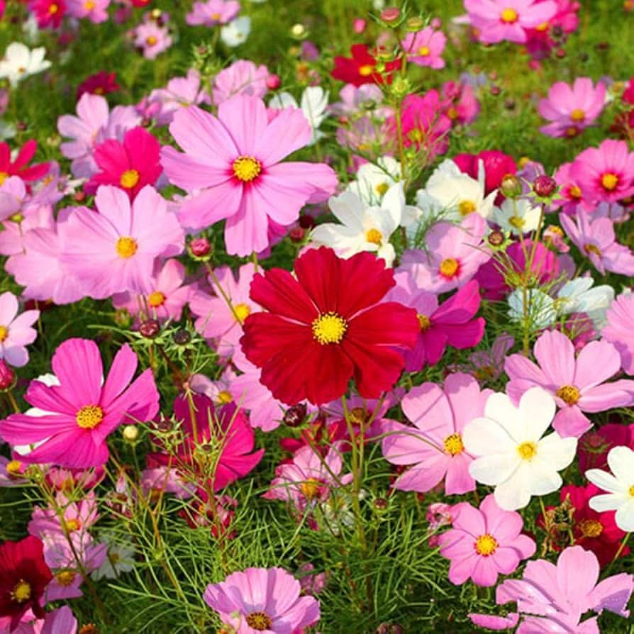 Galsang Indoor Flowering Seeds , Bonsai & Balcony Flowers