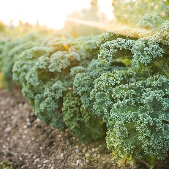 Kale Brassica Oleracea Dwarf Siberian Leaf Vegetable Seeds for Planting – Cold-Hardy Variety for Kitchen Garden