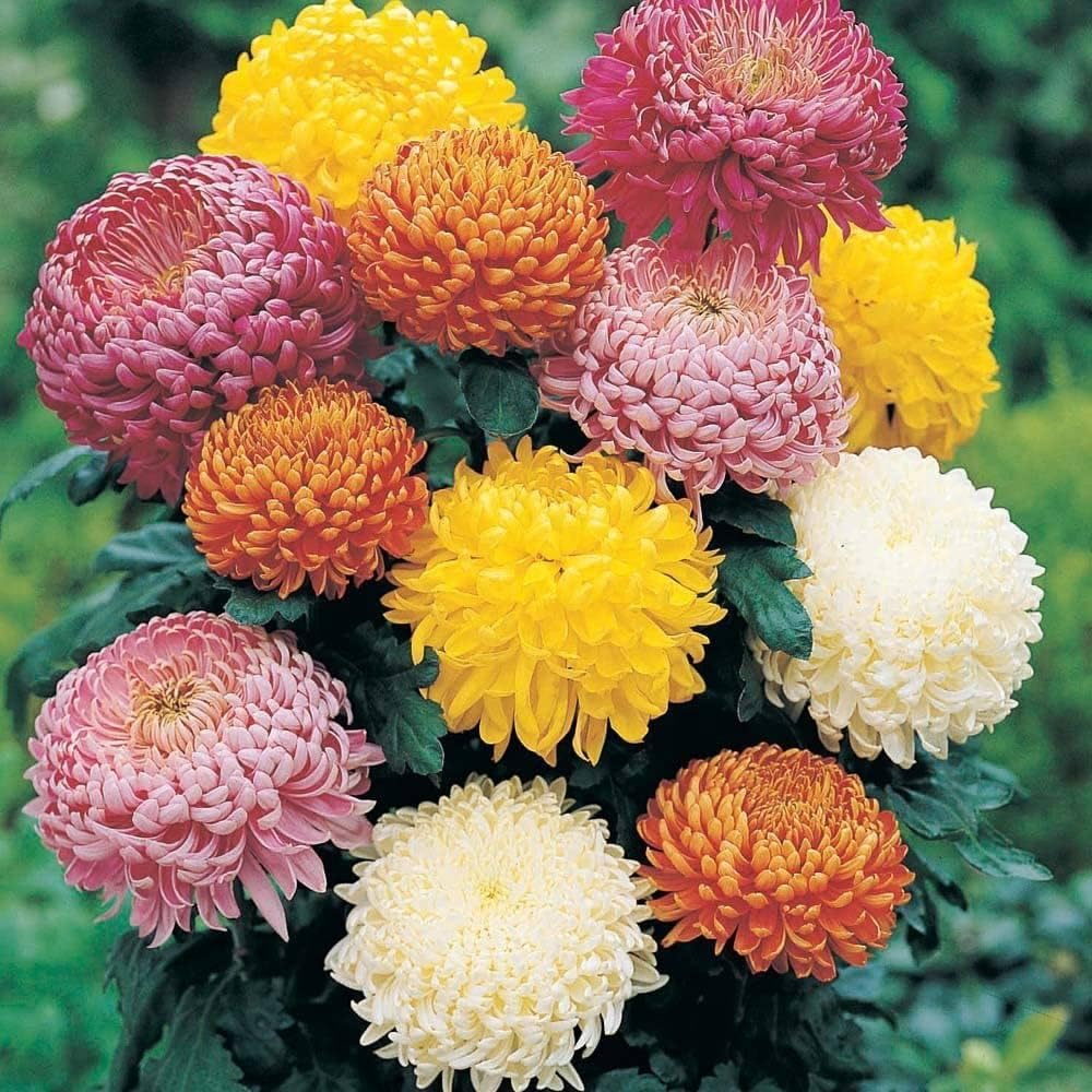 Mixed Chrysanthemum Flower