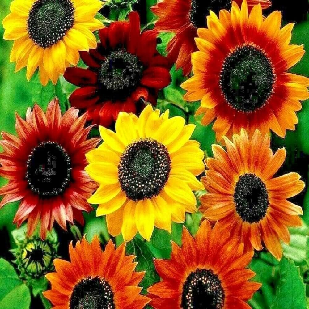 Common Sunflower Helianthus annuus flower seeds for planting in home garden beds