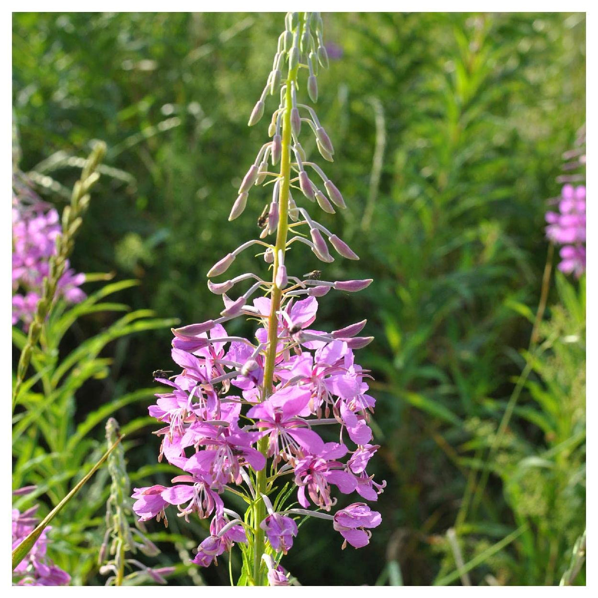Fireweed Willowherb (Chamerion angustifolium) seeds for planting in home garden